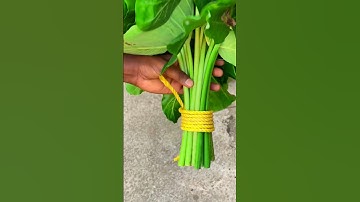 Easy Knot Hack You Never Knew #LifeHacks#EverydayHacks#DIYHacks#KnotTying#RopeKnot#SurvivalSkills