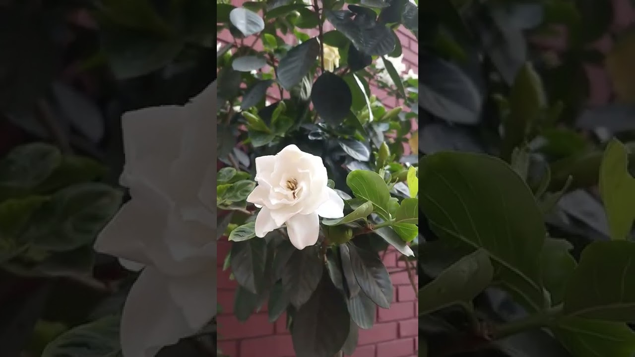 Cape Jasmine flowers can dance 😍 