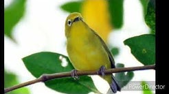 Suara pikat burung kecial kuning sudah terbukti hasiatnya 100%  - Durasi: 6:47. 