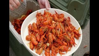 Crawfish production increasing as weather warms Crawfish Harvest Improves As Weather Warms