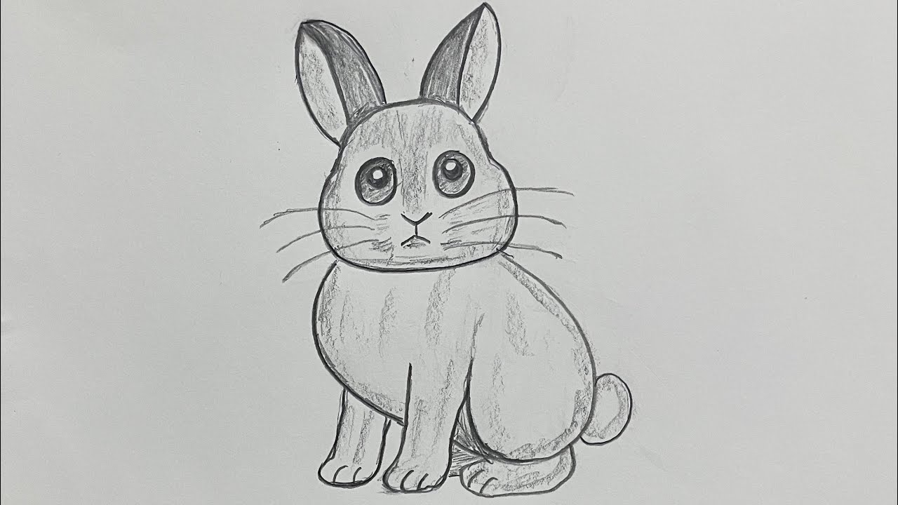 Rabbit 🐰 drawing with pencil ✏️ 