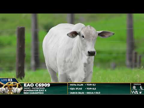 LOTE 03