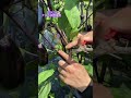 【ナス 収穫】ナスを収穫しながら切り戻し作業をしていきます!2024.7.3 #ナスケン