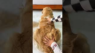 How much hair can a curly golden retriever shed in a week? Cute pets, pet combs, hair shedding can