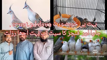 40 pair finches, Java,  Diamond Dove and crusted Dove breeding progress|Ishaq Awan Vlogs