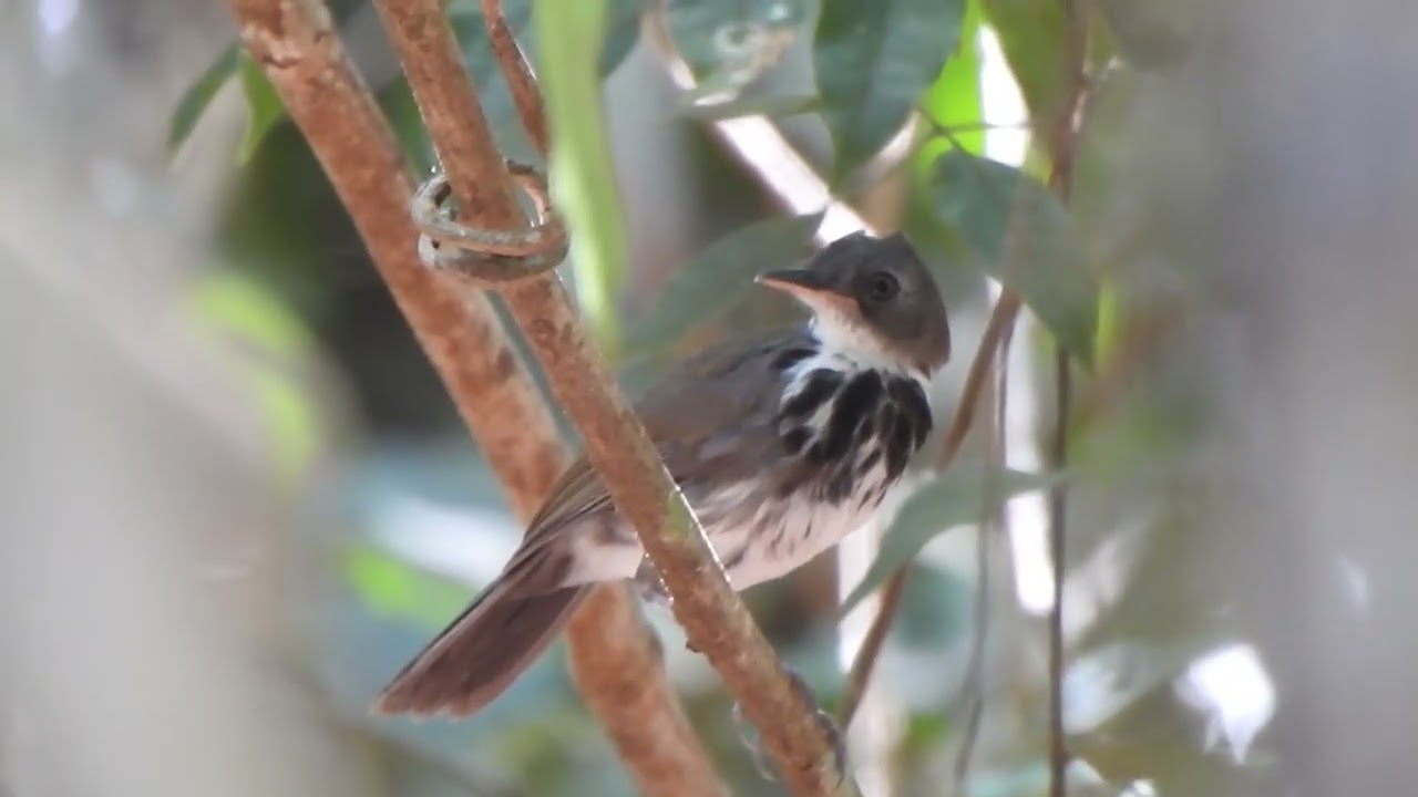 Estalador-do-norte (Corythopis torquatus)
