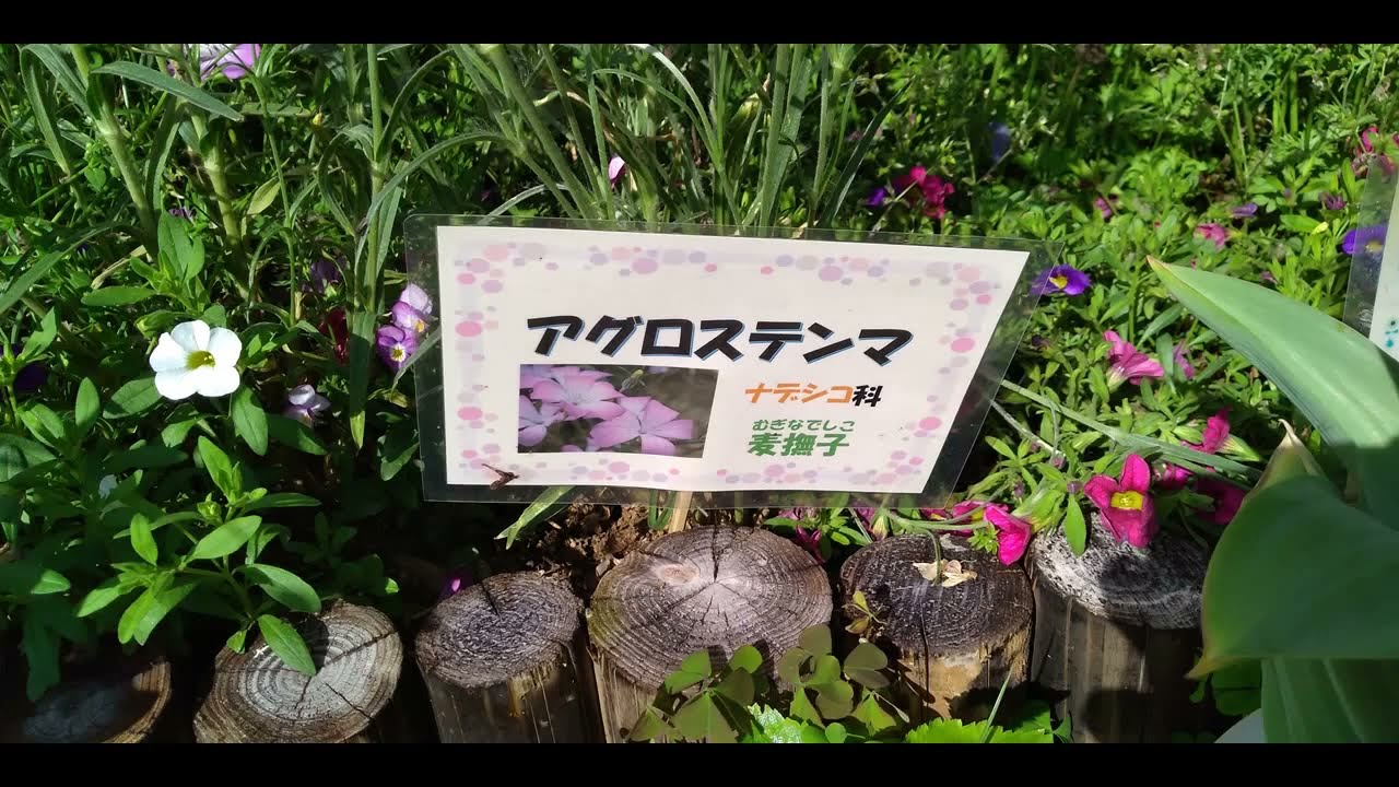 Video アグロステンマ agrostemma