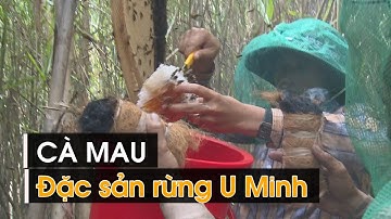 Về Cà Mau ăn đặc sản rừng U Minh Hạ | VTV CẦN THƠ