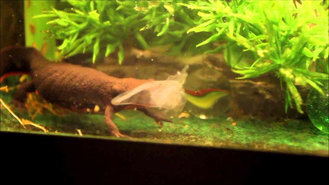 leopard geckos as pets Fire Belly Newt Shedding!