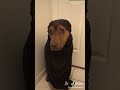 Pet Bath Day Emotions #pets
