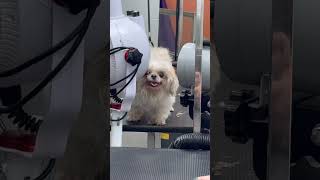 Chewei @Eaph Pet Care Services Chewei @Eaph Pet Care Services