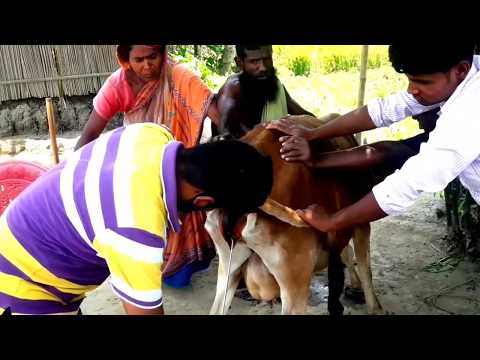 ভিডিও: চাউ চৌ চৌকো জাত কীভাবে প্রজনন করা হয়েছিল?