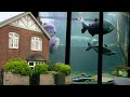 This is englands largest home aquarium