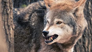 Why Wolves Choose to Avoid Conflict with Humans