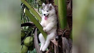 LAUGH at most CRAZY & FUNNY ANIMAL MOMENTS