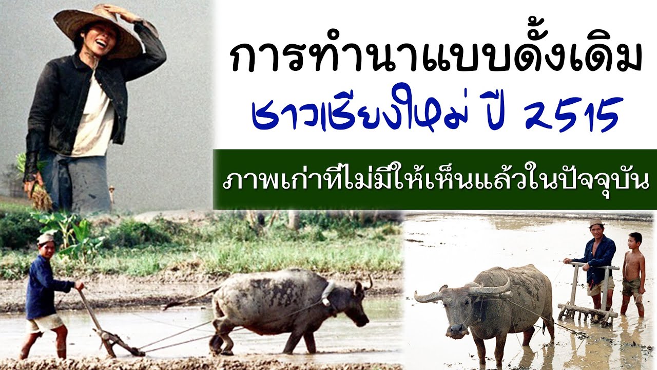 ย้อนอดีตภาพเก่าชาวเชียงใหม่ ปี พ.ศ. 2515 EP.1 การทำนาแบบดั้งเดิมที่ไม่มีให้เห็นแล้วในปัจจุบัน
