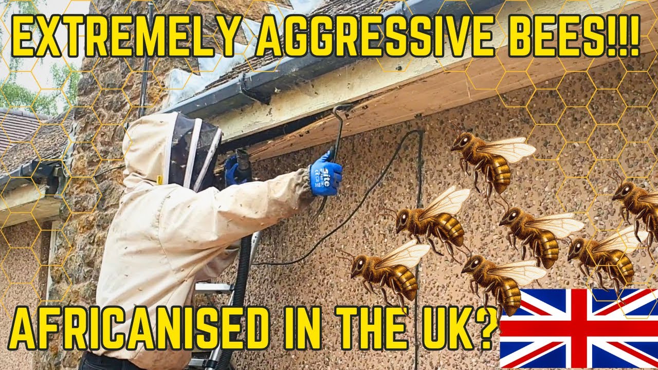 ARE THESE AFRICANISED BEES?!?! - 2 COLONIES | We get Stung!!! Fear ...