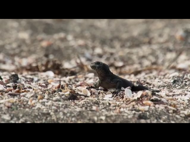 Guarda Snake vs Monitor Lizard in Hyderabadi style|BBC one earth clip|Funny Video su YouTube Guarda Snake vs Monitor Lizard in Hyderabadi style|BBC one earth clip|Funny Video su YouTube
