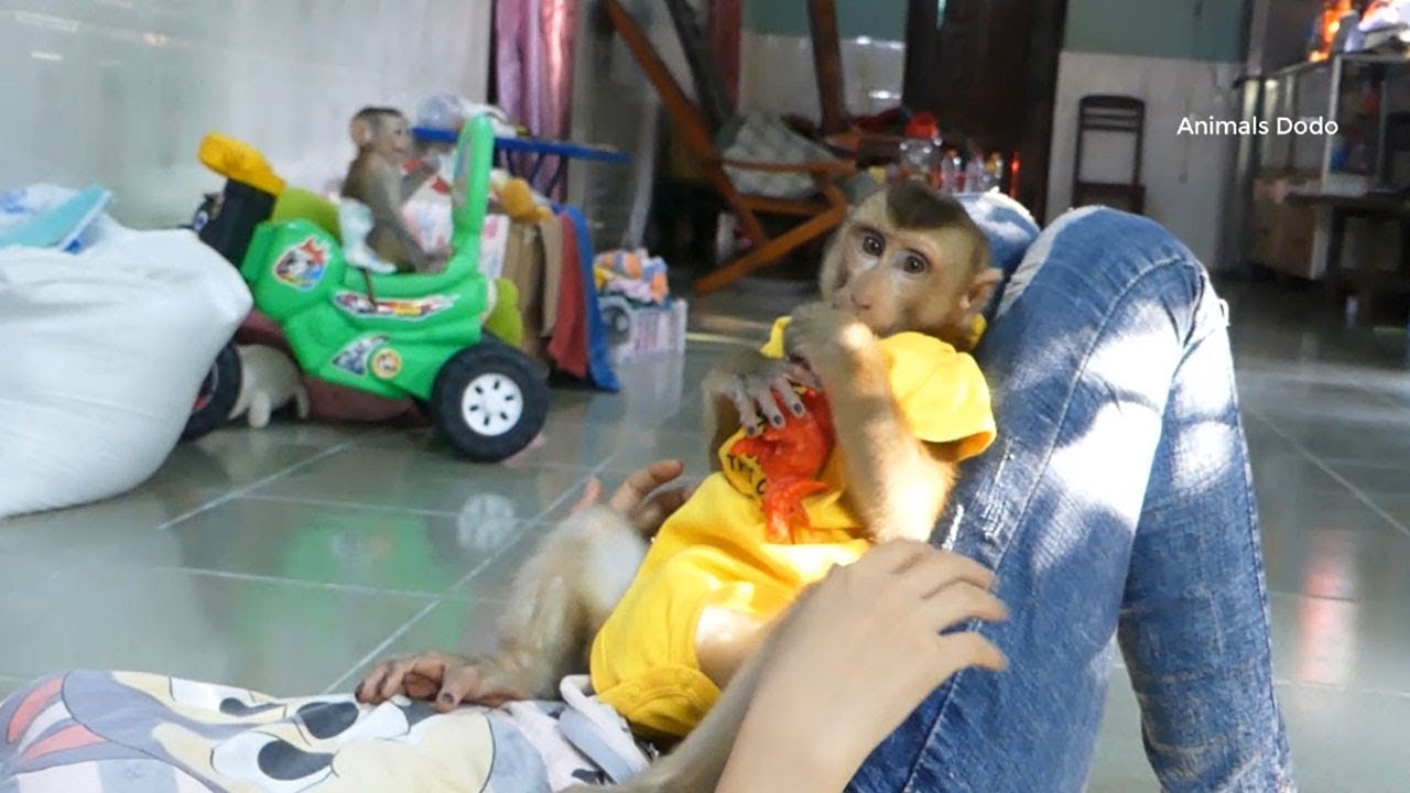 Smart Monkey Dodo Relaxing Time After Play Tired At Home