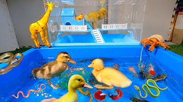 Tổng hợp video các loại cá cảnh đẹp, động vật dễ thương, vịt con cute, cá rồng, cá sấu, gà con