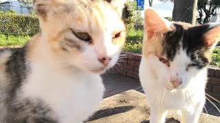 薄三毛猫母娘がやってきた。