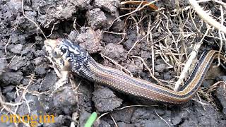 ular sawah makan katak