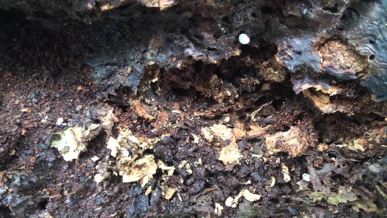 庭に放置した木材にシロアリが 本当に怖い シロアリ被害の実態 パート２