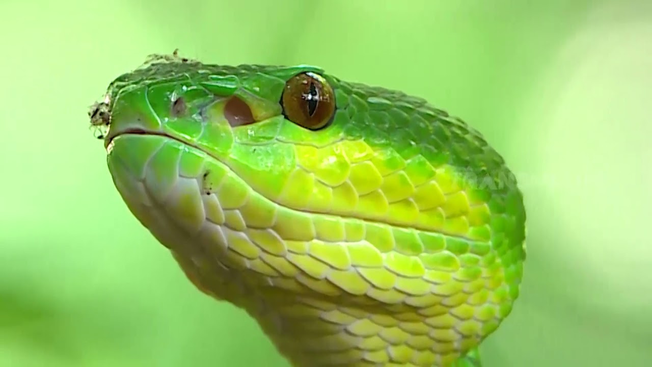 Qora yigitlar bilan onlayn porno guruh jinsiy aloqa Xojayin oz xodimini yomon ishlashi uchun jazolayotgan porno video