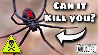 The DEADLIEST Widow Spider In AUSTRALIA!