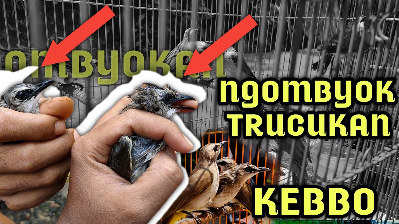 Memilih Trucuk Kebo di Kandang Ombyokan,Trucukannya Mewah-mewah