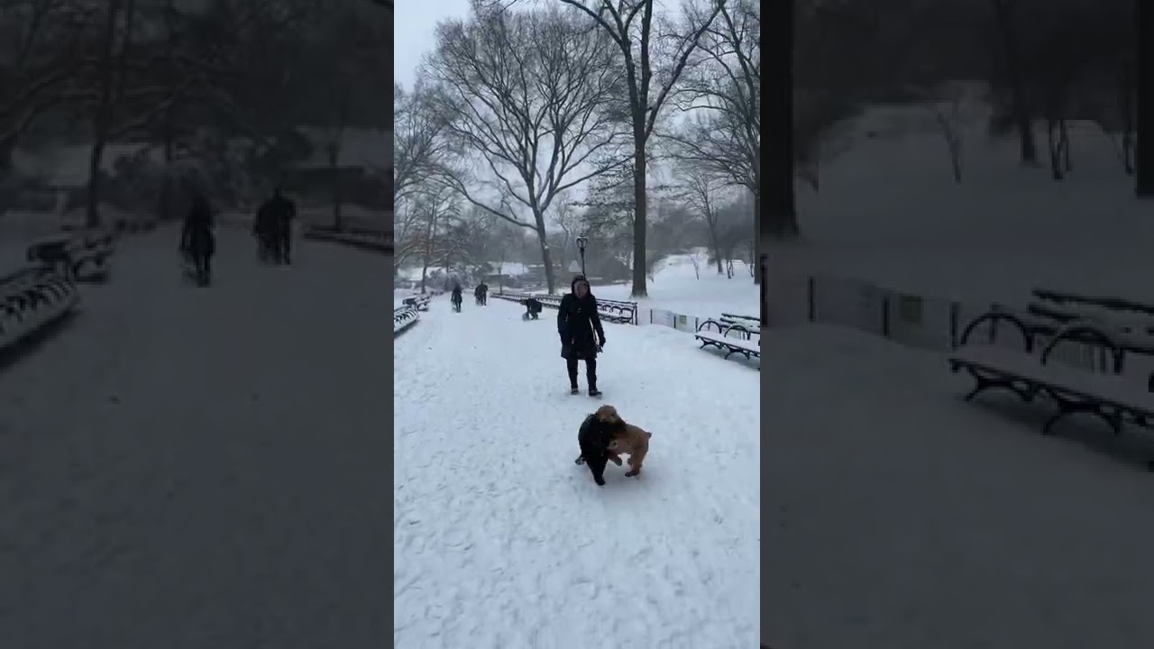 NYC Central Park blizzard 