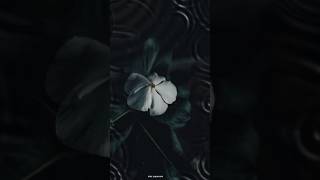 Katchi Sera Song Slowed Reverb Version fypviral shortsfeed explore trendingshorts fyp