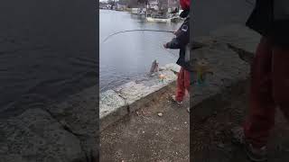 Massachusetts Big Trout.. Fishing in Sluice Pond
