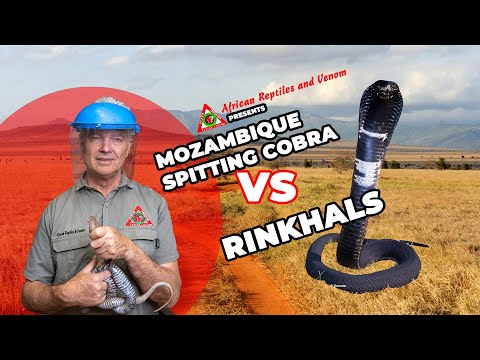Rinkhals vs. Mozambique Spitting Cobra: Key Differences Explained! #snakes #snakes #cobra