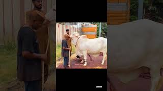 Eid ul Adha Animal 2021 | Cow Tiktok | Cow Lover | Qurbani Eid Janwar | whatsapp status | #Shorts