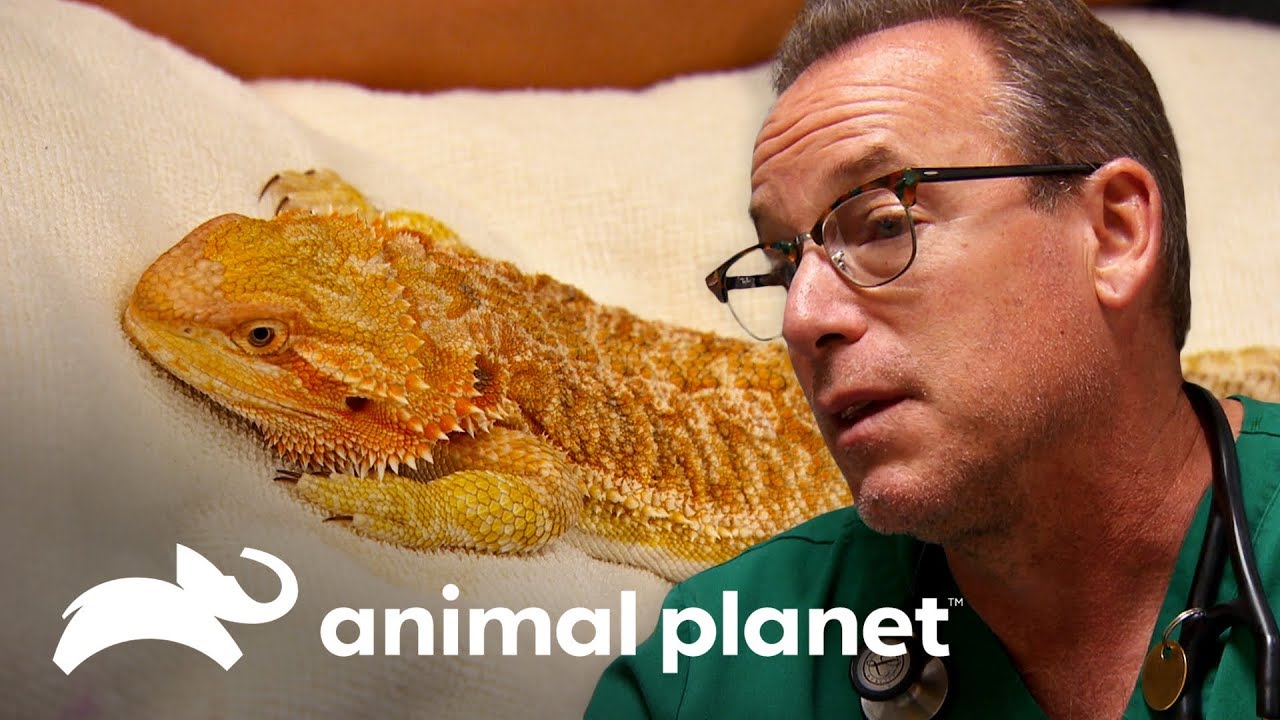 Dragão barbudo não consegue se mexer | Veterinário das montanhas | Animal Planet Brasil