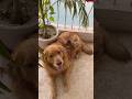 “Itna Lazy Golden Retriever… Nahane Me Uthana Pada! 😳😂”|| #shorts #dog #pets