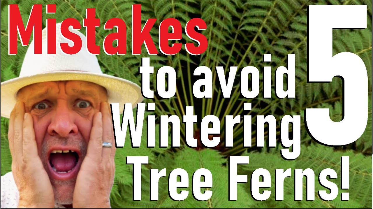 Пять ошибок, которые следует избегать при зимовке древовидных папоротников — Dicksonia antarctica