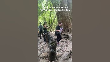 CÂY Đại Cổ Thụ - Cây  Gõ Ông Đồng  Hơn 700 năm tuổi ( Tại Vườn Quốc Gia Nam Cát Tiên) Cao Hơn 30m