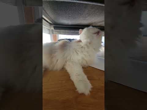 【スコティッシュフォールド】長毛は疲れるみたい…