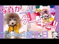 【初めての誕生日】愛犬の写真がケーキに！犬と一緒に食べれる似顔絵ケーキが想像以上に美味しくて大興奮