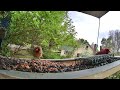 Female Cardinal Joins the Male Northern Cardinal