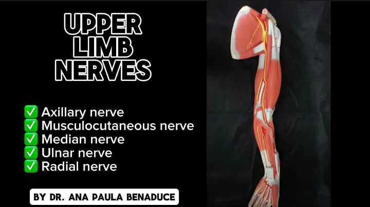 Dr. Benaduce: Upper Limb Nerves