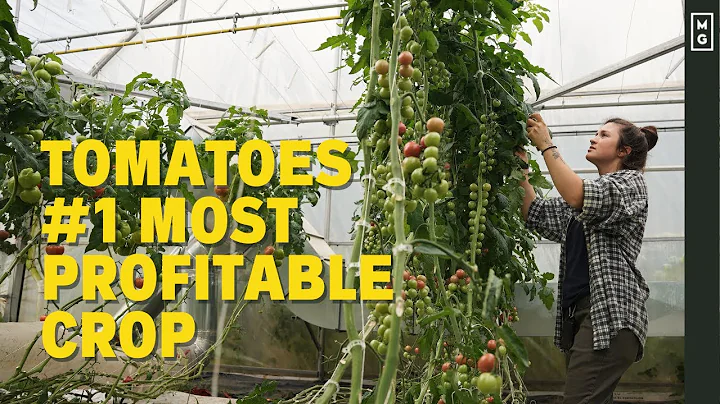 How To Grow Greenhouse Tomatoes | #1 Most Profitab...