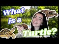 Turtles Vs. Tortoises (What is a turtle?)