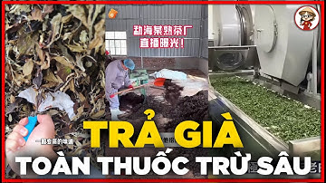 RÚNG ĐỘNG! Uống Trà Trung Quốc Như Uống Thuốc Trừ Sâu, Nông Dân Tiết Lộ 70% Là Giả, Không  Dám Động