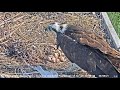 3rd hatch at Barnegat Light /w feeding oldest 2 chicks 2021 06 08 19 13 05 895