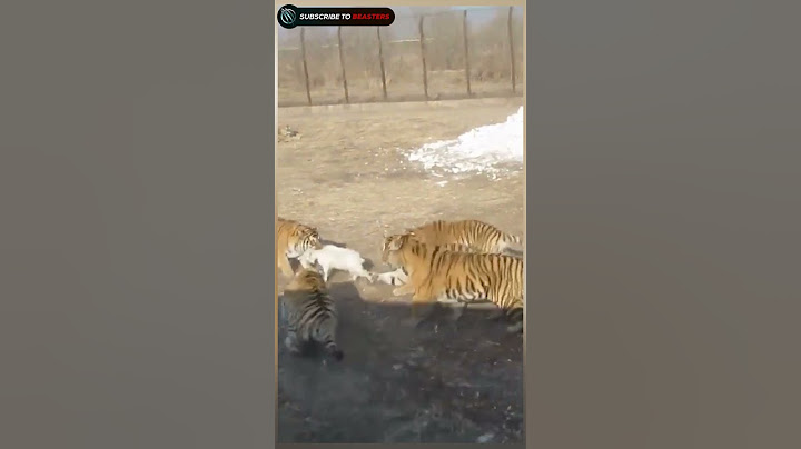 tiger attack on goat wildlife