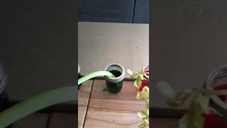 Part 2 -celery science