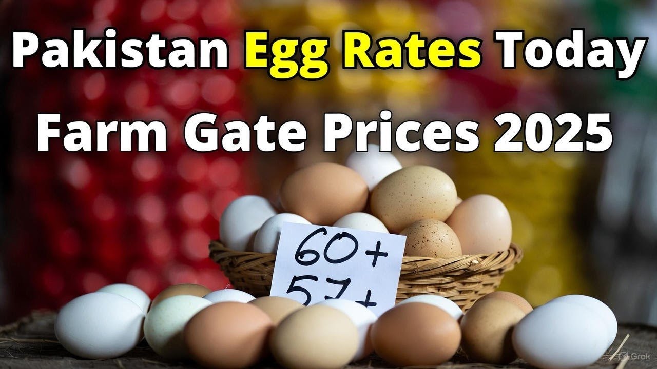 Pakistan Egg Rates Today 🥚 | 60 & 57 Plus Eggs Farm Gate Prices Update 2025